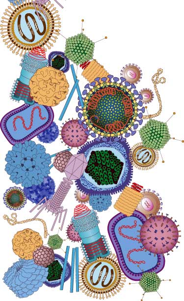 Different Shapes and Sizes of Viruses